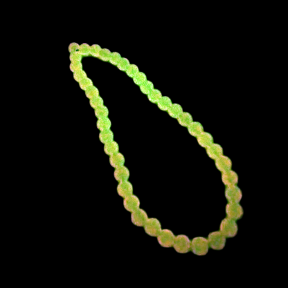 Strap Fluo (Brilla en la Oscuridad)